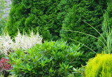 Rabata z rododendronami, astible, turzycami i tatarakami