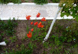 Zeszłoroczne tulipany