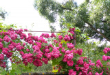 bramka wejściowa do ogrodu - piękne róże i inne rośliny pnące takie jak bluszcz.