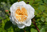 Crocus Rose