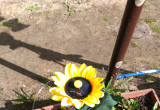 Dekoracyjny słonecznik z latającym motylem - na energię słoneczną