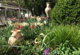 Grządka wiosenna narcyzy tulipany