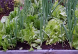 Jak w każdym szanującym się ogródku są i warzywa  