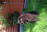 Kot GREGORY - pierwsze przywitanie z nowym ogródkiem 