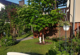 Moja cudowna katalpa. Drzewo ma 5 lat, a cała aranżacja wokół dopiero rok. Mój ogród co roku ulega zmianie. 
