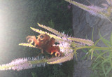 Motylek odwiedził ogród