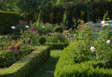 Ogród bukszpanowo- różany podczas kwitnienia róż