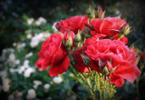 Ogród różany II