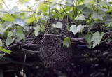 Rój pszczół w winogronie 
