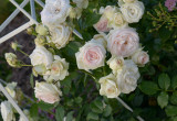 Romantyczne róże Eden Rose dopełniają nastroju dodając wytworności do ogrodu.