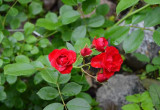 Róża krzewiasta