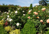 róże angielskie w otoczeniu bukszpanów i trzmieliny