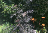 Sambucus nigra Blac Lace  na drugim planie makówki rdzą malowane