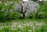 Wiosenna łąka w cieniu starych jabłoni 