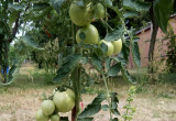Bazylia rosnąca obok pomidorów poprawia ich smak a także odstrasza szkodniki