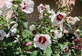 hibiskus o kwiatach białych