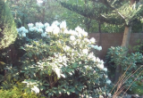 Karłowe rododendrony o kwiatach fioletowych to "Moerheim" i "Blue Silve"