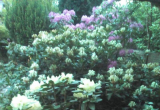 Moje najstarsze rododendrony "Cunningham White" ,"Roseum Elegans"i "Libretto"  mają po 28 lat i kwitną co roku bardzo obficie, bo mają wilgoć i półcień oraz dlatego, że po kwitnieniu obrywam przekwitnięte kwiatostany.