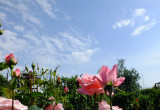 Róże - prawdziwe królowe ogrodów 