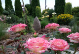 Różowa różyczka a w tle kamień który przyjechał do mojego ogrodu z drugiego końca Polski.