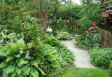 Ścieżka do warzywnika i po lewej cienista rabata z hostami, miodunkami i żurawkami, po prawej kwitnąca róża piano i przygotowująca się do kwitnienia pysznogłówka