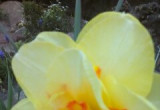 Tulipany to królowe wśród wiosennych cebulowych, a narcyz to książę, zwłaszcza ten! 