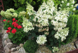 hortensje ogrodowe o białych kwiatach, kwitną niezwykle obficie