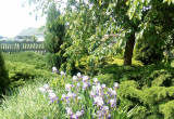 Fiolet irysów na zielonym tle ogrodu