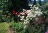kącik z azaliami i rododendronami