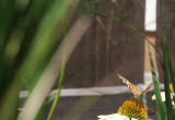 Miododajna - jeżówka purpurowa