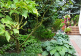 Przy przejściu do ogrodu od strony zachodniej funkie, barwinek, bukszpan a nad nimi magnolia.