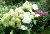 W wolnych miejscach na podwórku, w zależności od specyficznych potrzeb danej rośliny, sadzimy np. hortensje (na zdjęciu).