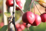 Ogród jest ozdobny cały rok. Tu owoce jabłoni późna jesienią.