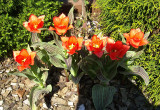 Tulipany z ozdobnymi liśćmi