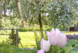 Ulubiona kompozycja tulipanów i żagwinu