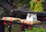 Nasz kot Kajtek. Zawsze jako pierwszy wita gości w ogrodzie. 