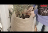Jak przygotować rośliny tarasowe do zimy