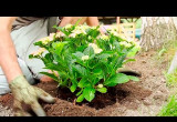 Jak sadzić hortensje