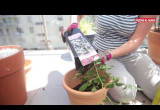 Jak uprawiać róże na balkonie