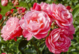Róża, odmiana "Mój Piękny Ogród" ze szkółki RosaĆwik