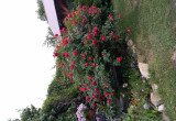 Piękna róża pnąca Florentina z ADRem