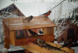 Nasi skrzydlaci goście gile często nas odwiedzają zimą.
