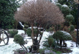 Ogród w styczniu