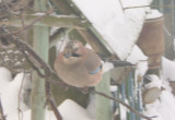 Zimą ptaki chętnie odwiedzają mój ogród