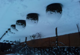 Bukszpany w śnieżnych czapeczkach