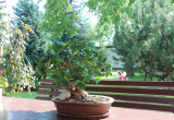 Drzewko bonsai (fikus retus)