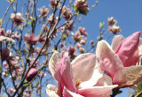 kwiaty magnolii