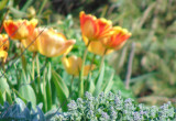 Tulipany łapią słoneczko