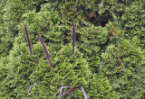 Mozga trzcinowata, trawa słoniowa vertigo na zielonym tle z tuji szmaragd.