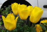 Tulipany  w fazie kwitnienia